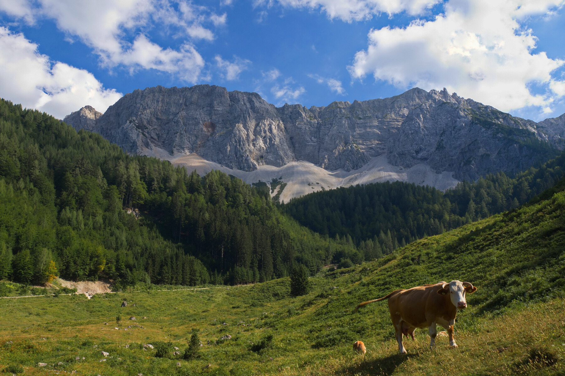 Bergsteiger macht gefährlichen Fund in den Karawanken