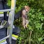 Feuerwehrmann hält jungen Fuchs | Der kleine Fuchs wurde von der Feuerwehr gerettet und in die Natur entlassen