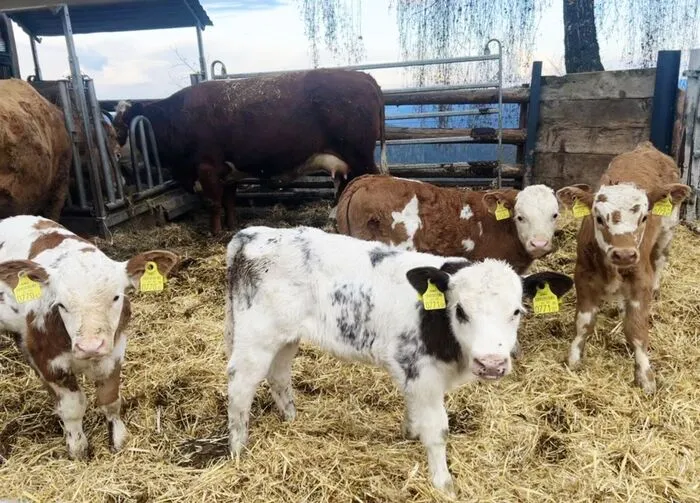 Nicht nur Schafe leben auf dem Hof 