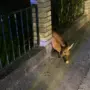 Ein Reh steckt in einem Zaun fest.