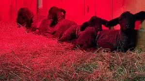 Vier schwarze Lämmer liegen unter einer Wärmelampe 