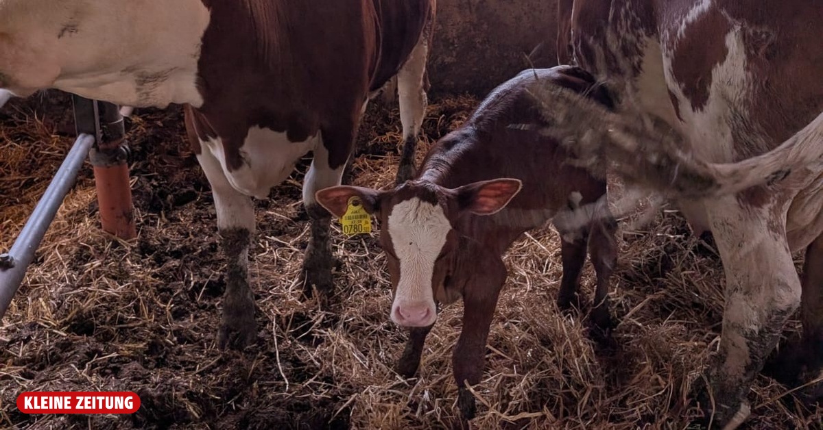 Animal outing: Calf suddenly strolls through Carinthian city center