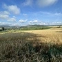 Ein Feld voller Getreide.