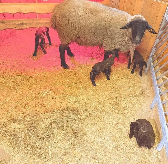 Schaf Marie hat vier Lämmer auf die Welt gebracht 