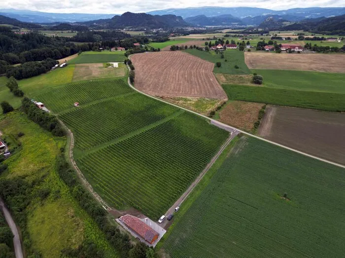 Das Weingut Vinum Virunum erstreckt sich über 3,5 Hektar und beherbergt über 5500 Rotwein- und über 8500 Weißweinstöcke
