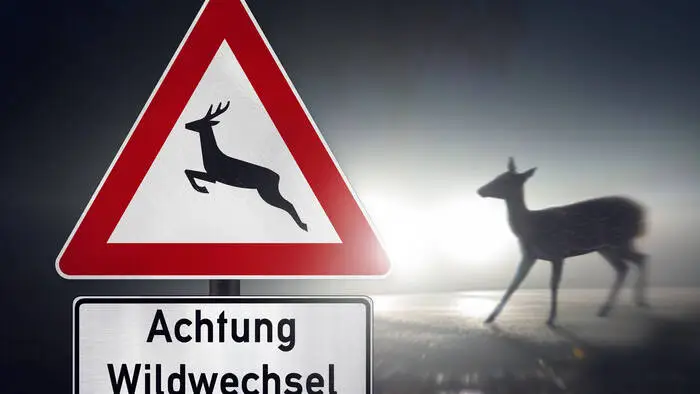 Wildunfälle passieren immer wieder, doch wie verhindert man sie?