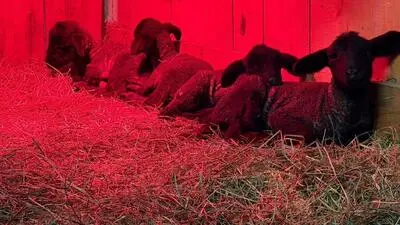 Vier schwarze Lämmer liegen unter einer Wärmelampe 