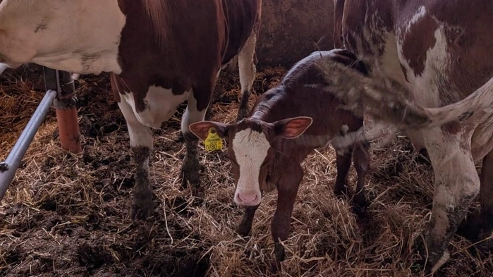 Ein Kalb steht im Stall inmitten von zwei Kühen.