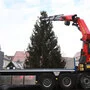Ein etwa zehn Meter hoher Weihnachtsbaum wird von einem Kran gestellt. | Der Weihnachtsbaum kam in Feldkirchen an
