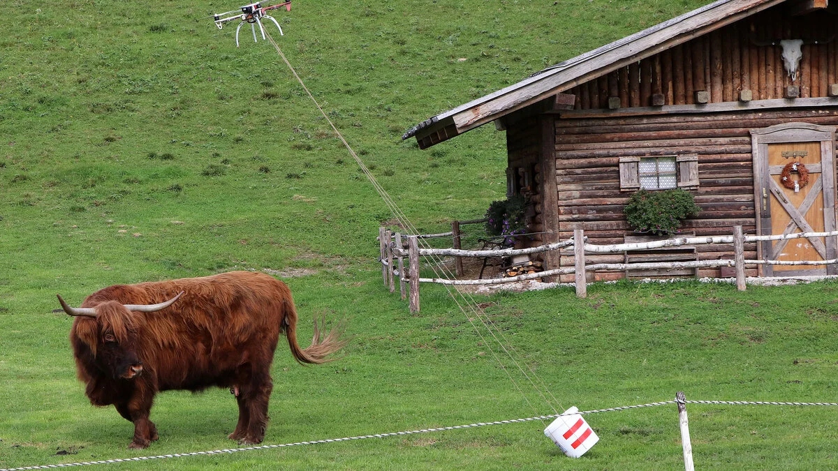 Das Futter für die Hochlandrinder kommt per Drohne