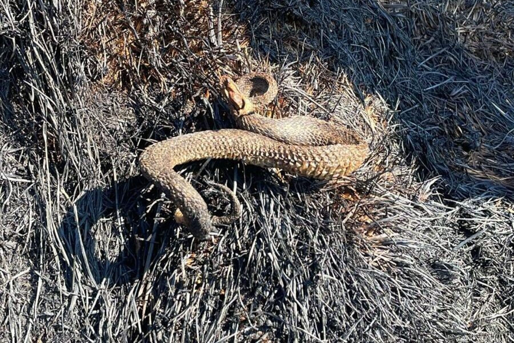Milliarden Tiere fielen dem Waldbrand im Lesachtal zum Opfer