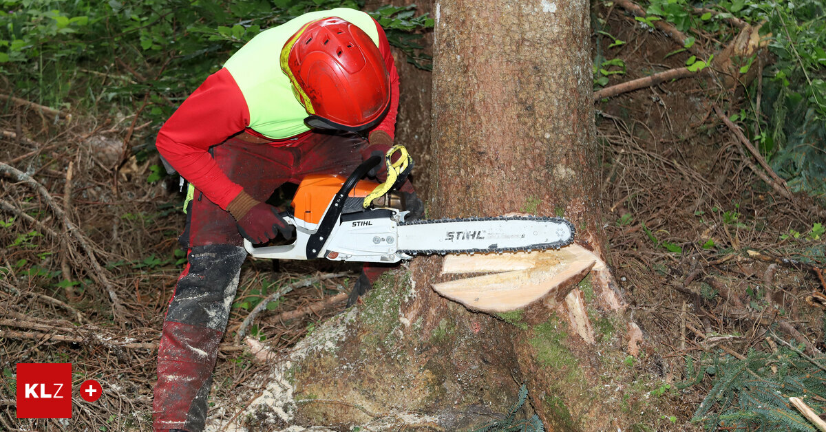 Five dead and numerous injured: Is forestry work becoming increasingly ...