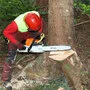 Ein Forstarbeiter schneidet mit einer Motorsäge einen Baum um | Bei Forstarbeiten im Wald lauern viele Gefahren. Die richtige Ausrüstung und gute Ausbildung sind enorm wichtig