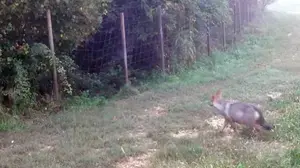 Wolf „Andrea“ wurde auch von Wildkameras fotografiert (Archivbild)