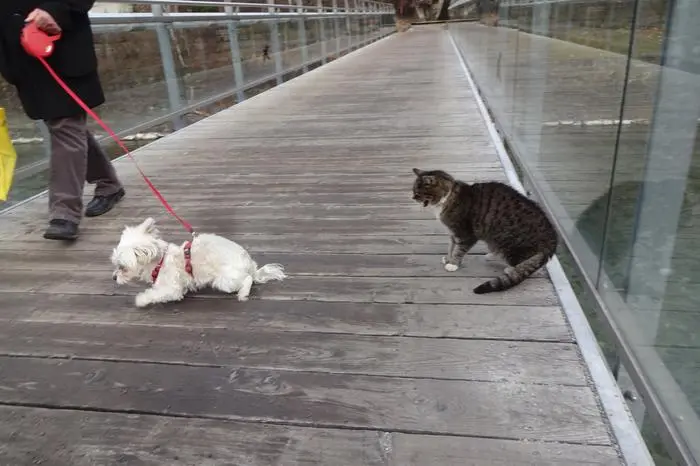 Stiefele: ein Rätsel für die Hunde