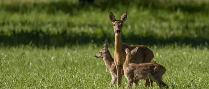 Die Rehgeiß trug Zwillinge