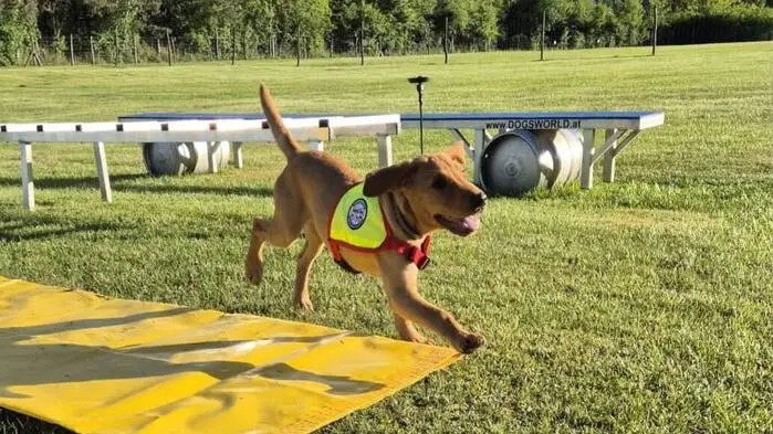 Welpe Yuma trainiert bereits für ihren späteren Einsatz als Rettungshund