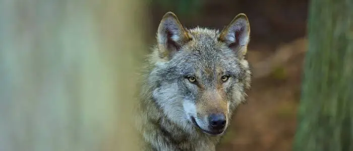 In einem zehn Quadratkilometer großen Gebiet rund ums Gumpeneck wurde nach dem Wolf gesucht