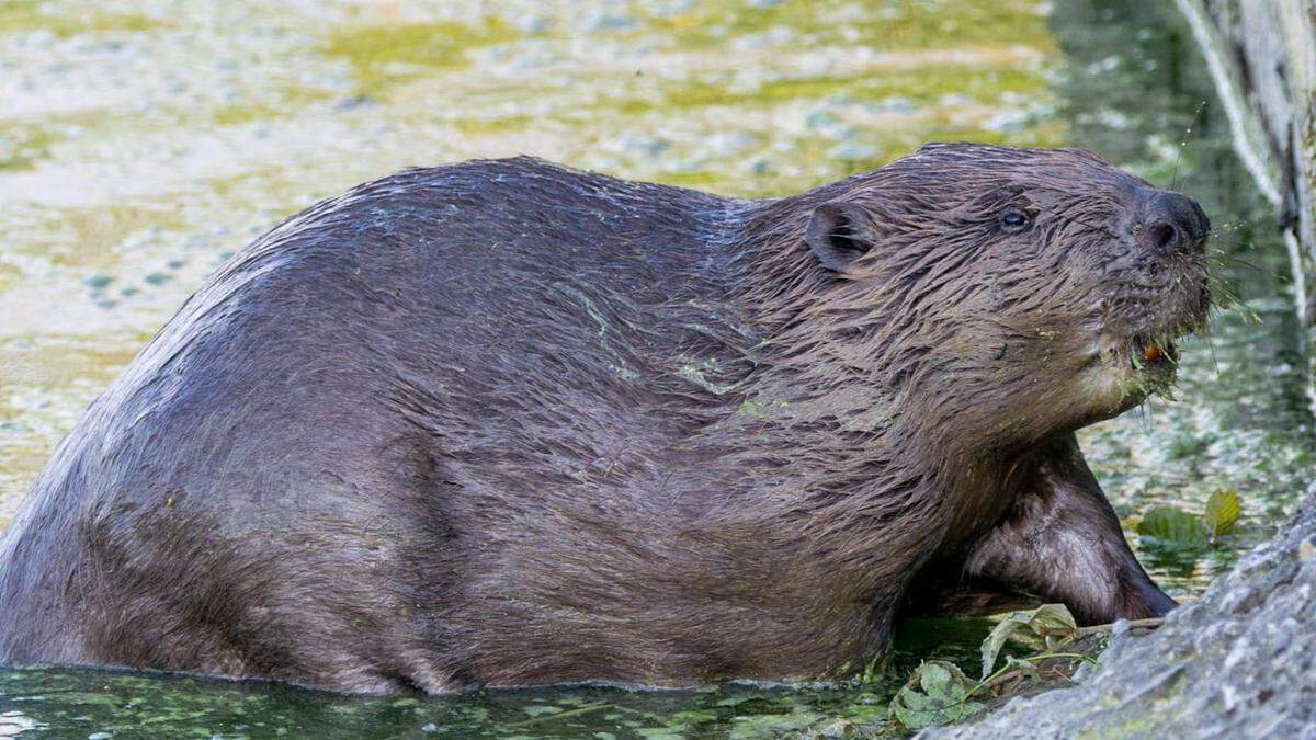 Der Biber hinterlässt auch in der Gegend um den Ossiacher See seine Spuren