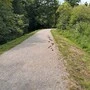 Auf mehreren Wegen in Warmbad sind vermehrt Pferdeäpfel zu sehen