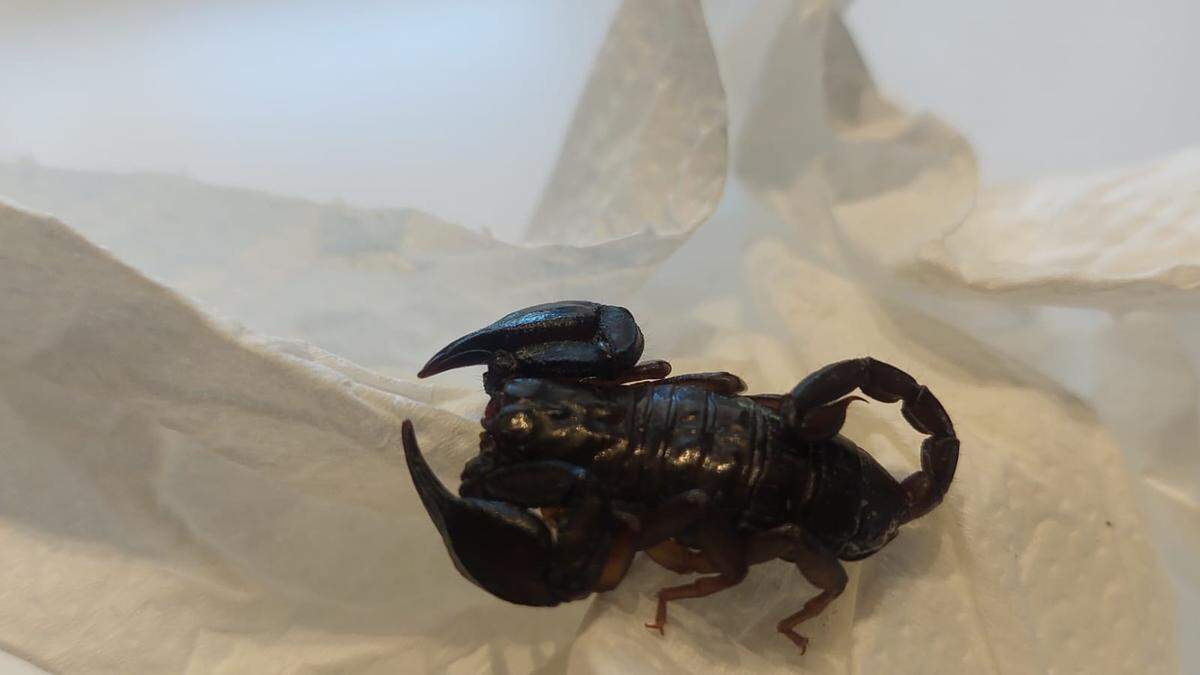 Der Skorpion befindet sich nun im „Reptilienzoo Happ“ in Klagenfurt