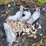 Ein Leser hat die toten Tiere in einem Wald in Pogöriach gefunden