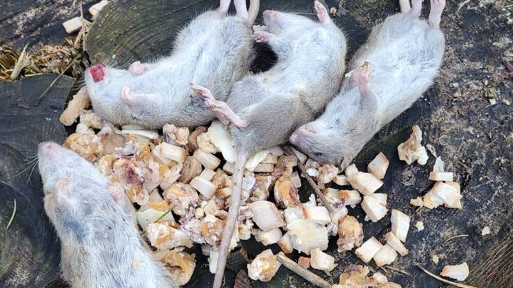 Ein Leser hat die toten Tiere in einem Wald in Pogöriach gefunden