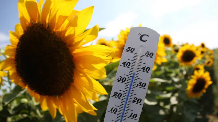 Sonnenblumen neben einem Thermometer