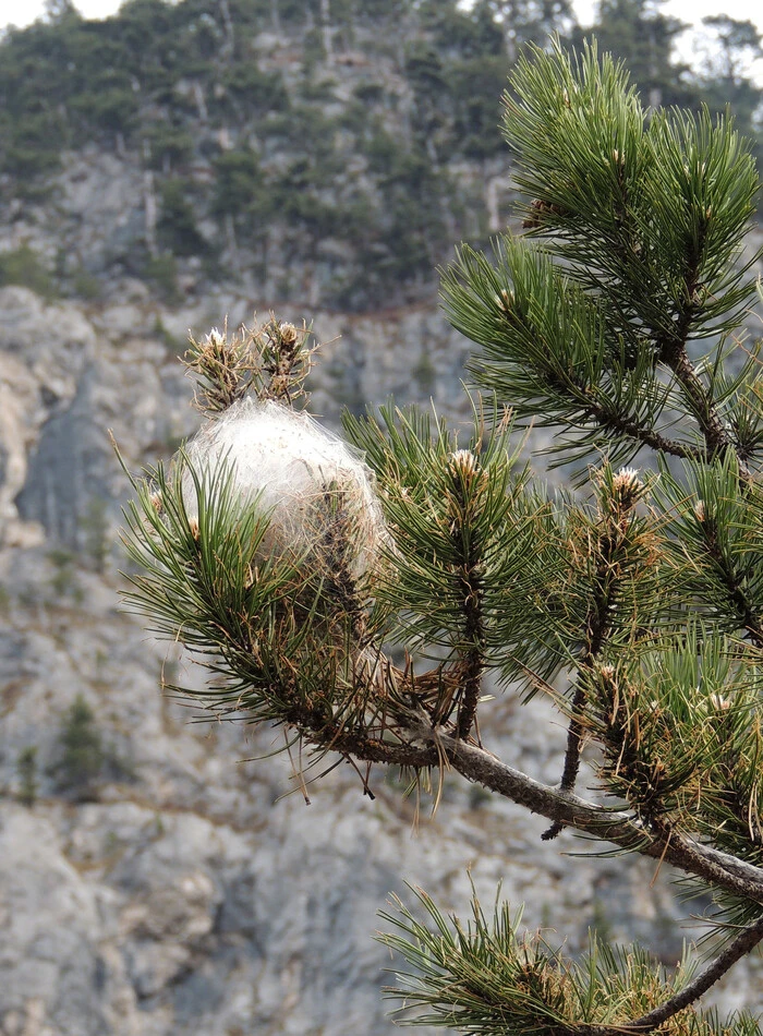 Das Nest eines Pinienprozessionsspinners 