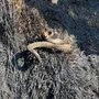 Eine Kreuzotter – das bestätigte Silke Schweiger vom Naturhistorischen Museum Wien - fiel den Flammen im Lesachtal zum Opfer