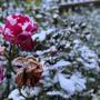 Eine Leserin aus Mittelkärnten hat uns ihren Gruß vom Winter geschickt