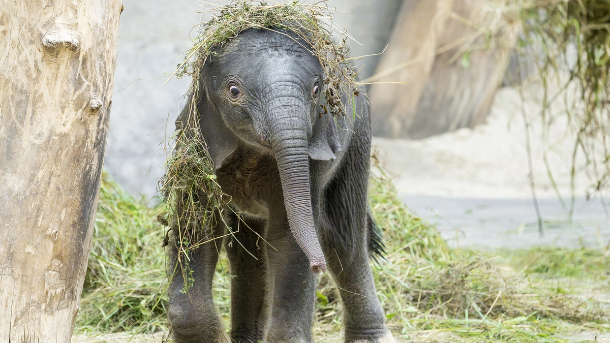 Der kleine Elefant hatte viele Fans