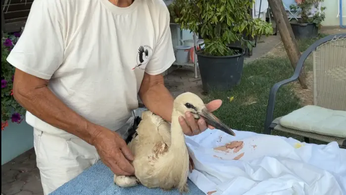 Der verletzte Storch-Jüngling