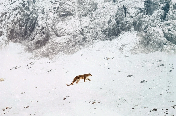 Schneeleoparden sind in den Weiten des zentralasiatischen Hochgebirges zu Hause,  man bekommt sie nur selten zu Gesicht