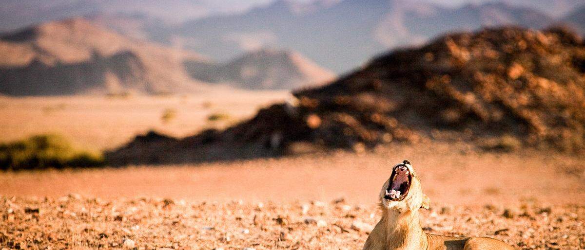 Wenig Beute und dazu die ständige Suche nach Wasser: Unter diesen lebensfeindlichen Bedingungen leben die Wüstenlöwen in Namibia. 