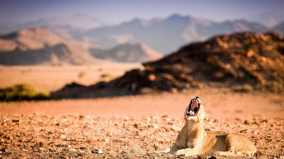 Wenig Beute und dazu die ständige Suche nach Wasser: Unter diesen lebensfeindlichen Bedingungen leben die Wüstenlöwen in Namibia. 