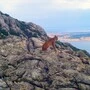 Das Meer in Sicht: Ein Ausblick, den auch der Luchs liebt