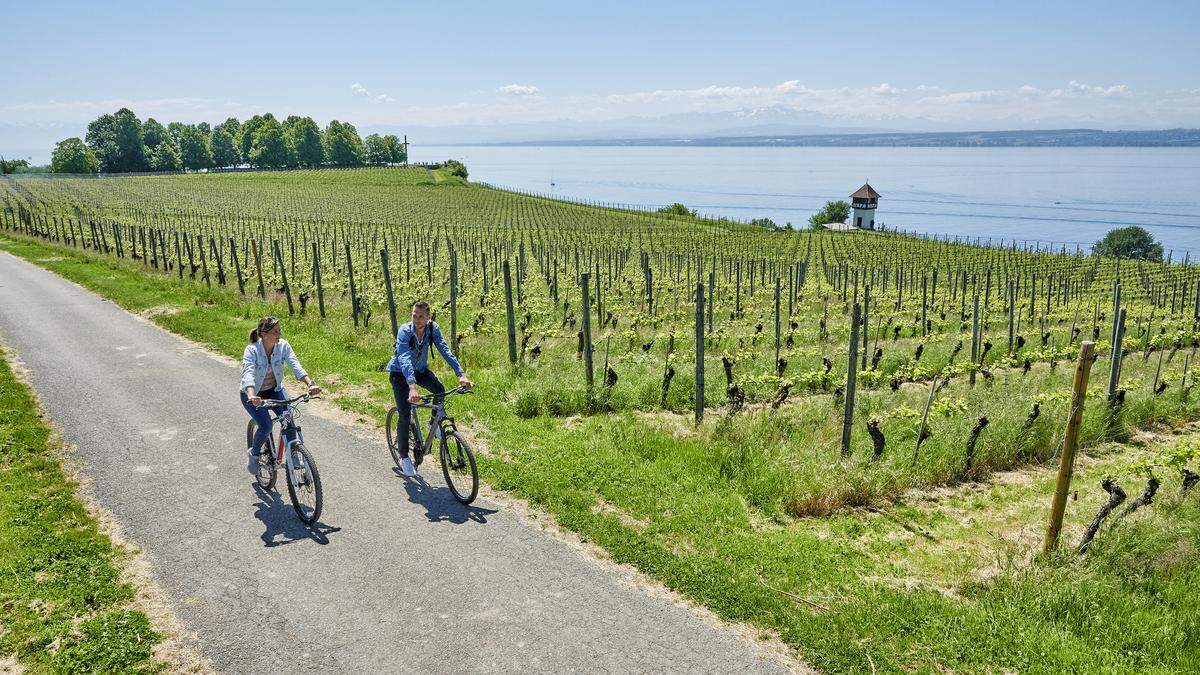 Radfahren durch die Weinberge am Bodensee 