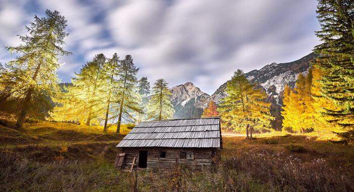 Herbstliches „Alpenglühen“ der Lärchen auf dem Vršič 