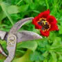 Die verwelkten Blütenstände der Tulpe werden abgeschnitten, damit sie keine Samen ausbildet – aber niemals die Blätter