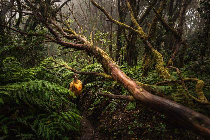 Die mystischen Lorbeerwälder in Teneriffas Anaga-Gebirge