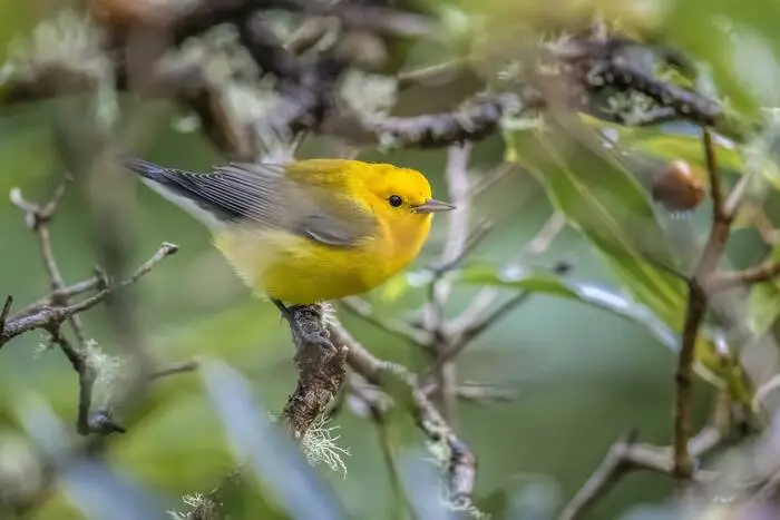 Auch seltene Irrgäste verschlägt es in Vogelparadies von Corvo