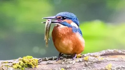 Der Eisvogel lebt an mäßig schnell fließenden oder stehenden, klaren Gewässern mit Kleinfischbestand