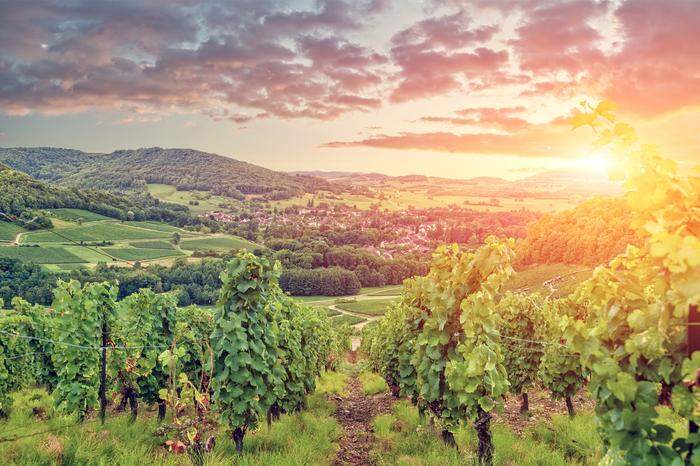 Eine der berühmtesten Weinregionen der Welt: Burgund