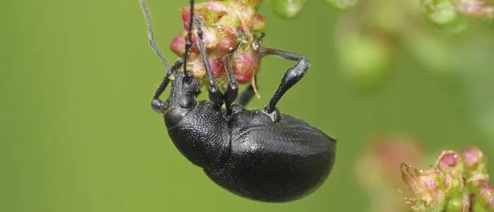 Dickmaulrüssler haben großen Appetit – auch ihre Larven in der Erde