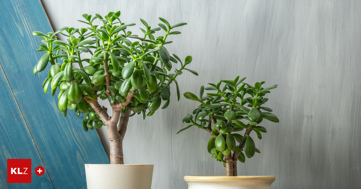 aucuba japonica variegata winterhart Japanische Aukube - Aucuba japonica variegata