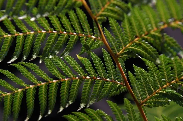 ARCHIV - Gro§e, gefiederte Bltter verleihen dem Baumfarn ein einzigartiges Aussehen. (zu dpa: ÇSchattenfreunde: Fnf Farne fr Garten oder BalkonÈ) Foto: Andrea Warnecke/dpa-tmn - Honorarfrei nur fr Bezieher des dpa-Themendienstes +++ dpa-Themendienst +++