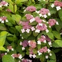 Aus den Blättern der japanischen Teehortensie (Hydrangea serrata „Oamacha“) kann man Tee machen