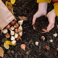 Der Grundstein für die Blüte im Frühjahr wird jetzt gelegt