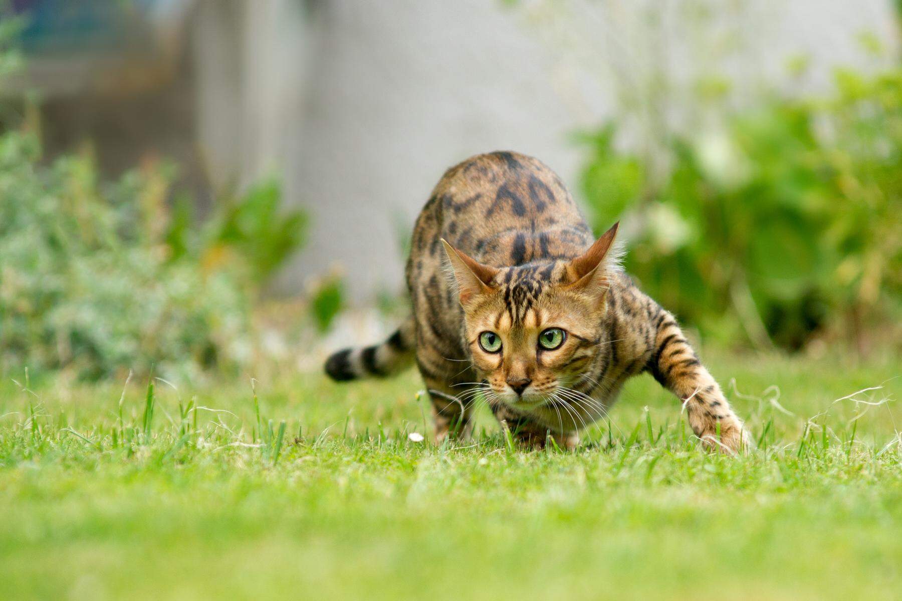 Bengalkatzen & Co.: Kreuzungen zwischen Haus- und Wildkatzen problematisch